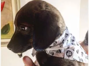 Cachorro raça SRD idade 2 a 6 meses nome Sem nome 