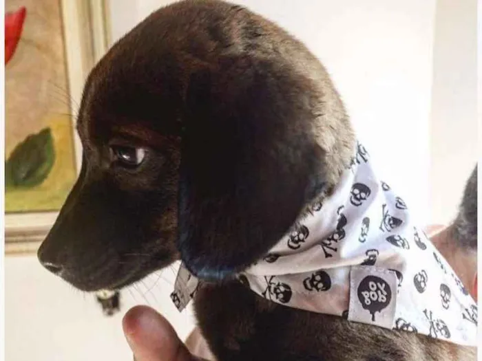 Cachorro ra a SRD idade 2 a 6 meses nome Sem nome 