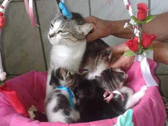 Gato raça SRD idade Abaixo de 2 meses nome Nâo definido
