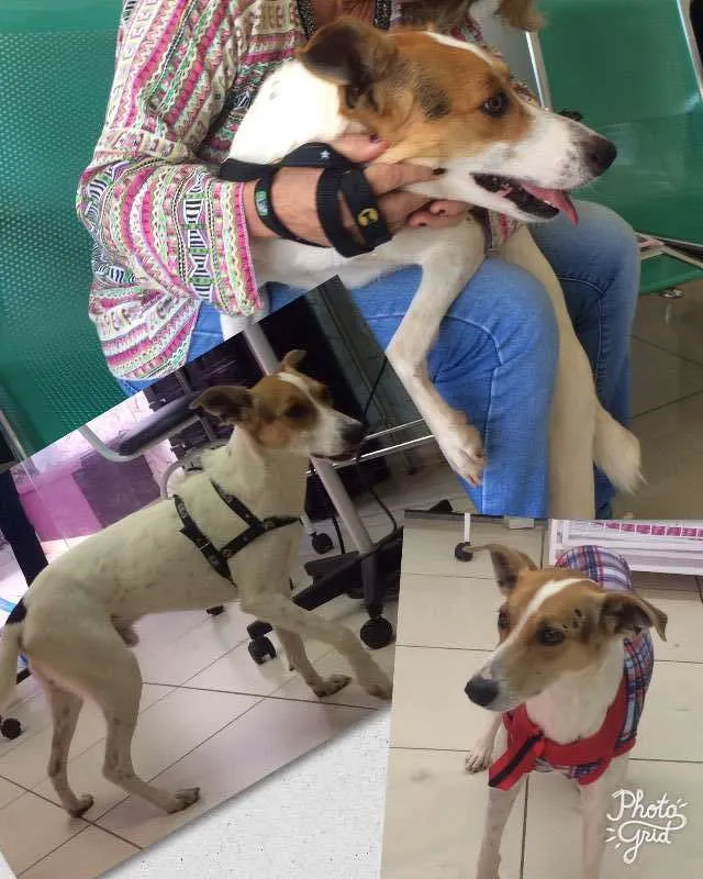 Cachorro ra a SRD idade 2 anos nome Lord