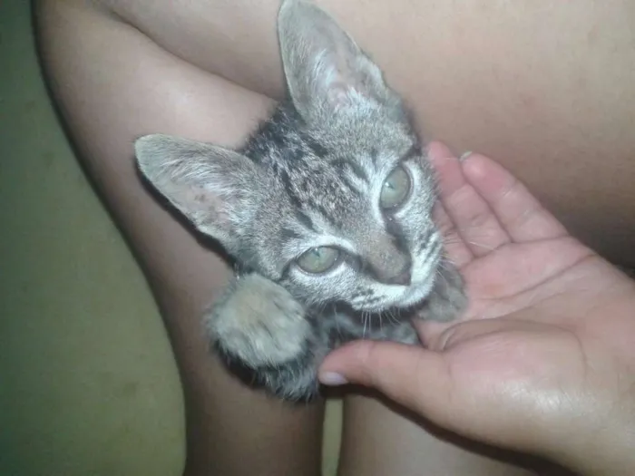 Gato ra a Vira lata idade 2 a 6 meses nome Bane