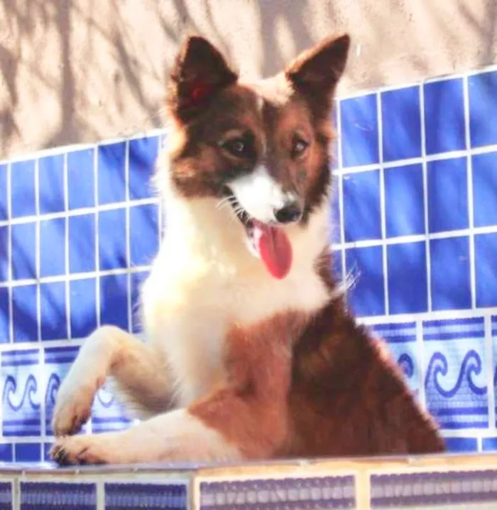 Gato ra a  idade 3 anos nome Molly