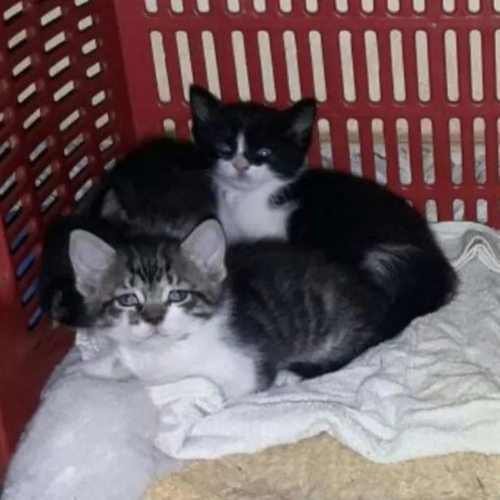 Gato raça SRD idade Abaixo de 2 meses nome Vários