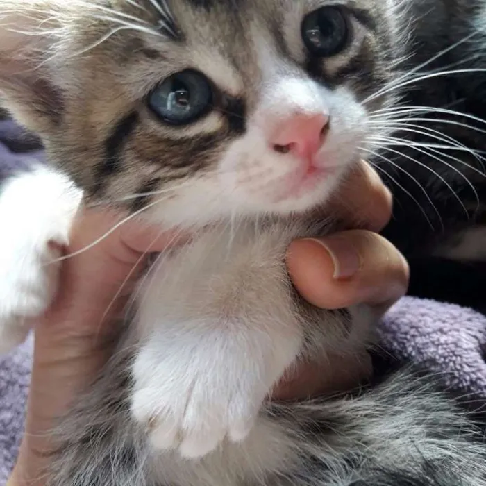 Gato raça SRD idade Abaixo de 2 meses nome Vários