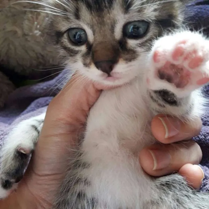 Gato raça SRD idade Abaixo de 2 meses nome Vários
