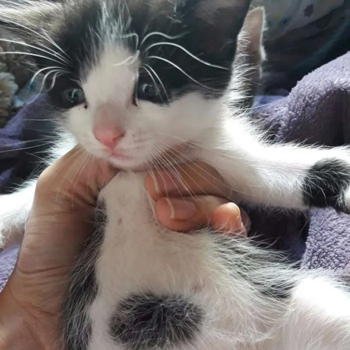 Gato raça SRD idade Abaixo de 2 meses nome Vários