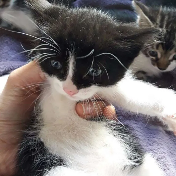 Gato raça SRD idade Abaixo de 2 meses nome Vários