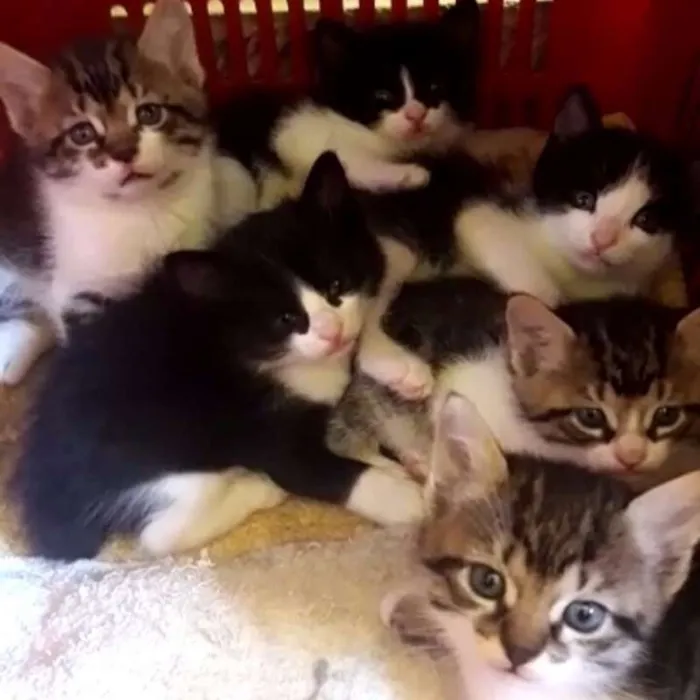 Gato raça SRD idade Abaixo de 2 meses nome Vários