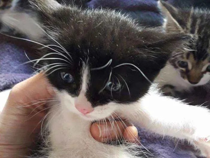 Gato raça SRD idade Abaixo de 2 meses nome Vários