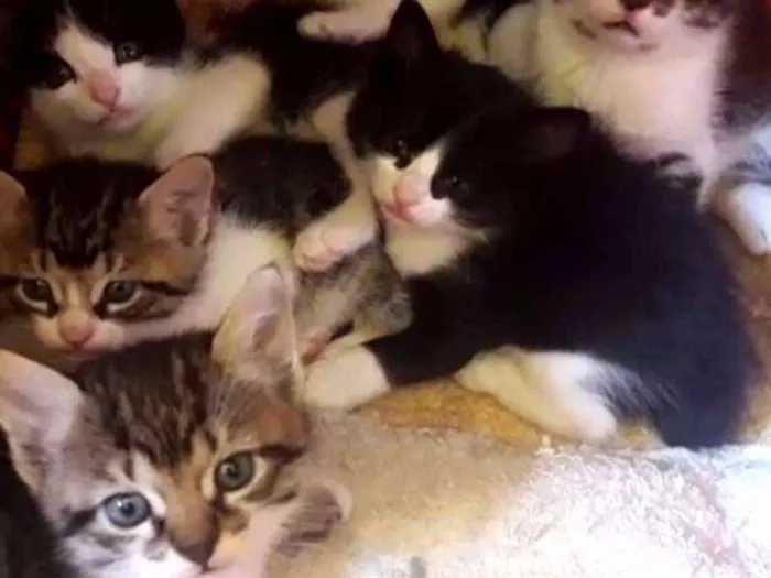 Gato raça SRD idade Abaixo de 2 meses nome Vários
