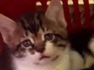 Gato raça SRD idade Abaixo de 2 meses nome Vários