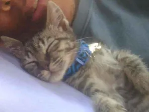 Gato raça Vira lata idade 2 a 6 meses nome Bane