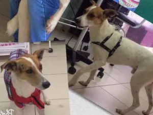 Cachorro raça SRD idade 2 anos nome Lord