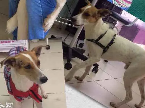 Cachorro ra a SRD idade 2 anos nome Lord