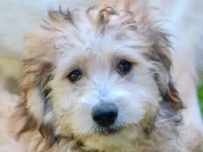 Cachorro ra a  idade 2 a 6 meses nome GUGA FILHOTE