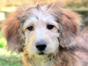 Cachorro raça  idade 2 a 6 meses nome FREDDY FILHOTE