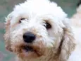 Ariel Poodle