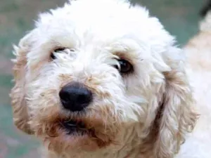 Cachorro raça  idade 3 anos nome Ariel Poodle