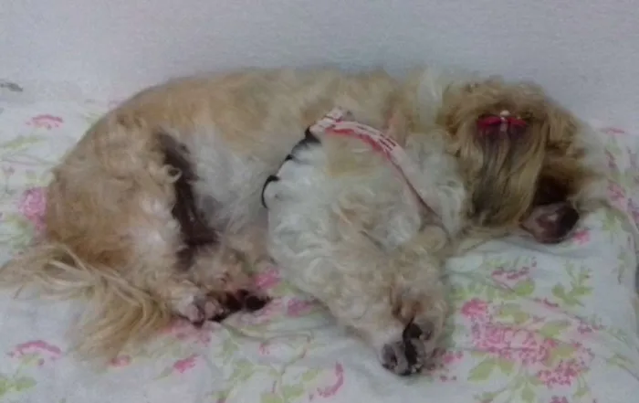 Cachorro ra a Shitzu idade 6 ou mais anos nome Flôr GRATIFICA