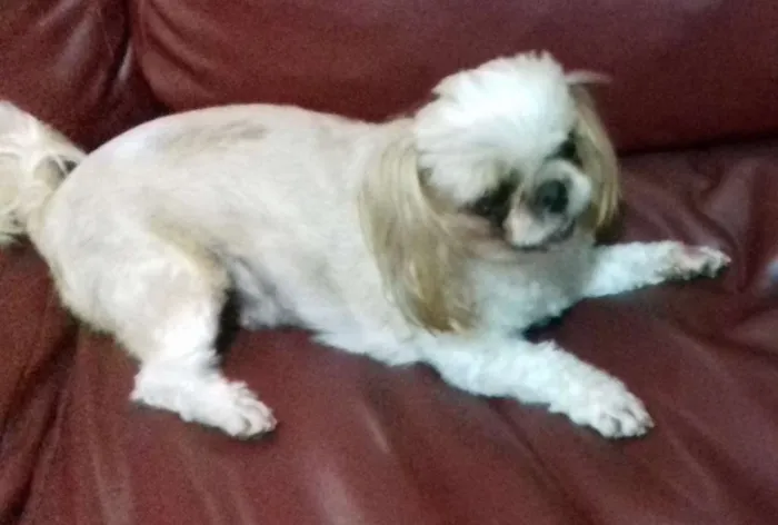 Cachorro ra a Shitzu idade 6 ou mais anos nome Flôr GRATIFICA