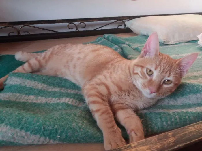 Gato ra a SRD idade 2 a 6 meses nome Joe