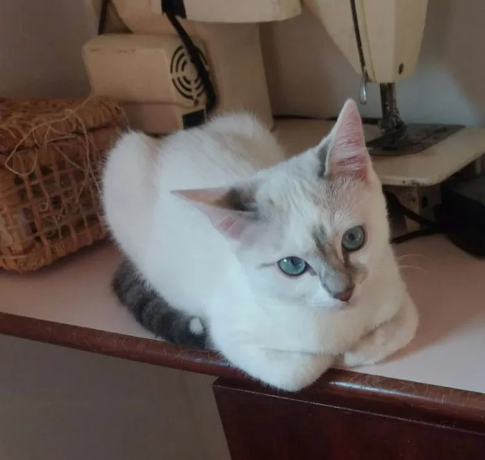 Gato ra a SRD idade 2 a 6 meses nome Anny