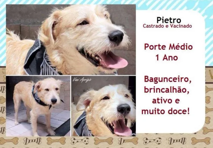 Cachorro ra a SRD idade 1 ano nome Pietro