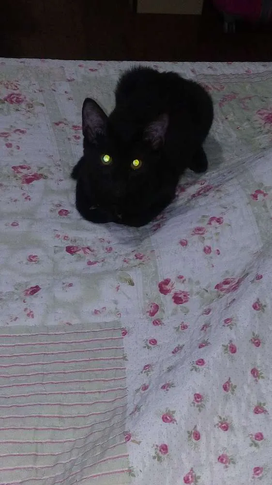 Gato raça  idade 2 a 6 meses nome Preta