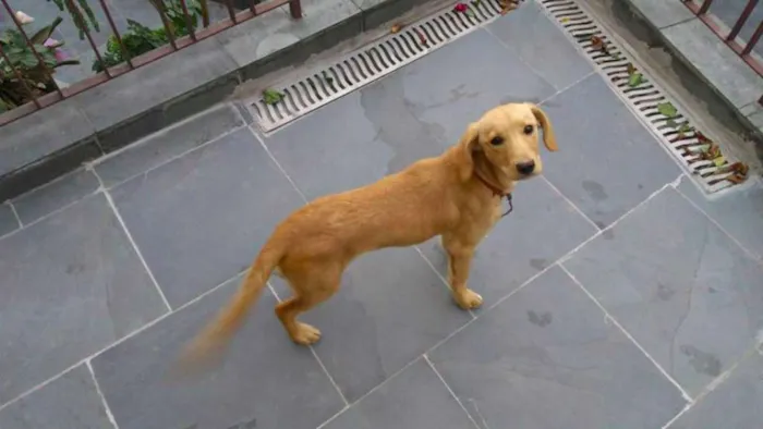 Cachorro ra a NRD idade 2 a 6 meses nome Paçoca