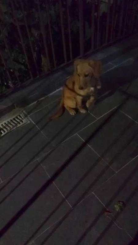 Cachorro ra a NRD idade 2 a 6 meses nome Paçoca