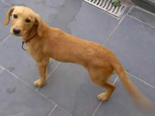 Cachorro ra a NRD idade 2 a 6 meses nome Paçoca