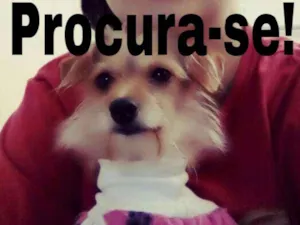 Cachorro raça Vira Lata idade 3 anos nome Lilica