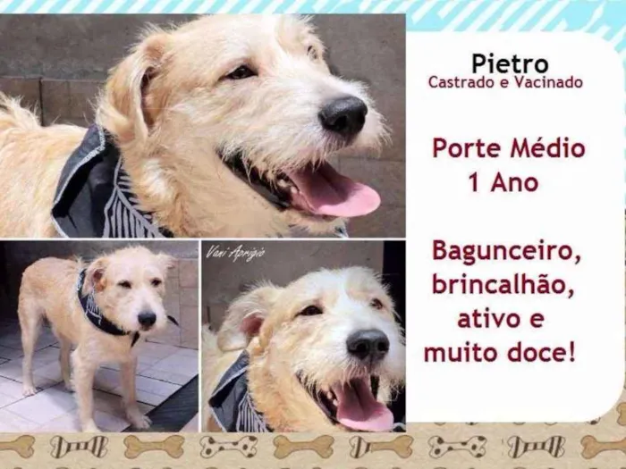 Cachorro ra a SRD idade 1 ano nome Pietro