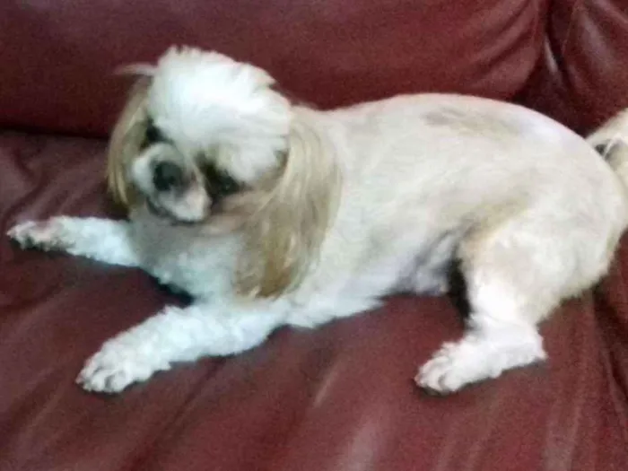 Cachorro ra a Shitzu idade 6 ou mais anos nome Flôr GRATIFICA