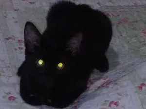 Gato raça  idade 2 a 6 meses nome Preta
