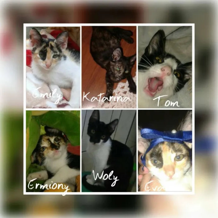 Gato ra a Sem raça definida idade 7 a 11 meses nome Tom, Eva, Ermione, Emily