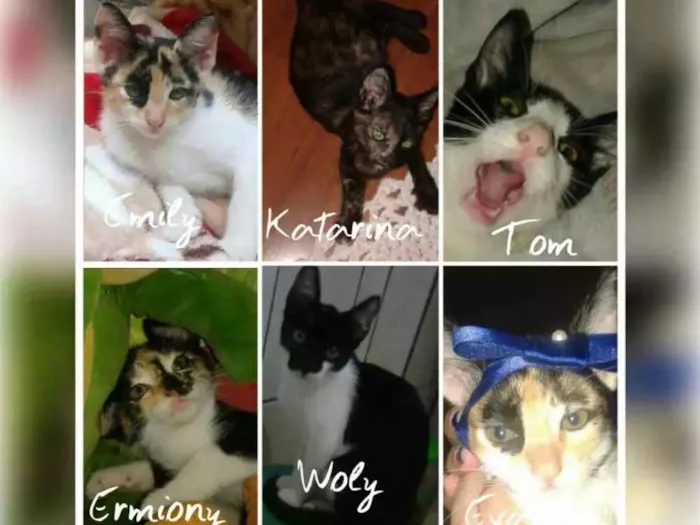 Gato ra a Sem raça definida idade 7 a 11 meses nome Tom, Eva, Ermione, Emily