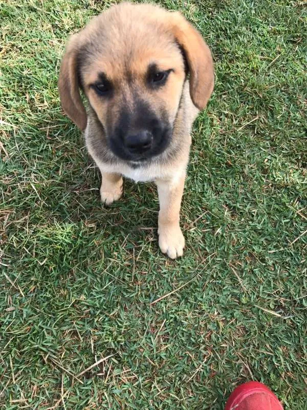Cachorro ra a Labrador COM VIRA LATA idade 2 a 6 meses nome ME ADOTE