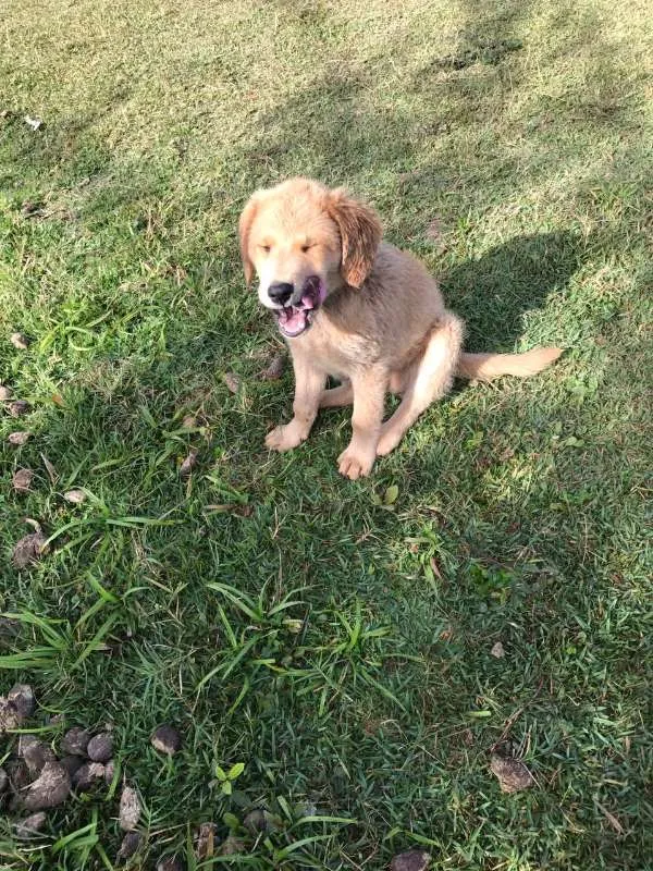 Cachorro ra a Labrador COM VIRA LATA idade 2 a 6 meses nome ME ADOTE