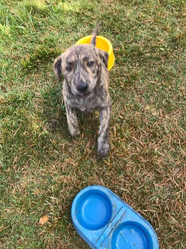 Cachorro ra a Labrador COM VIRA LATA idade 2 a 6 meses nome ME ADOTE