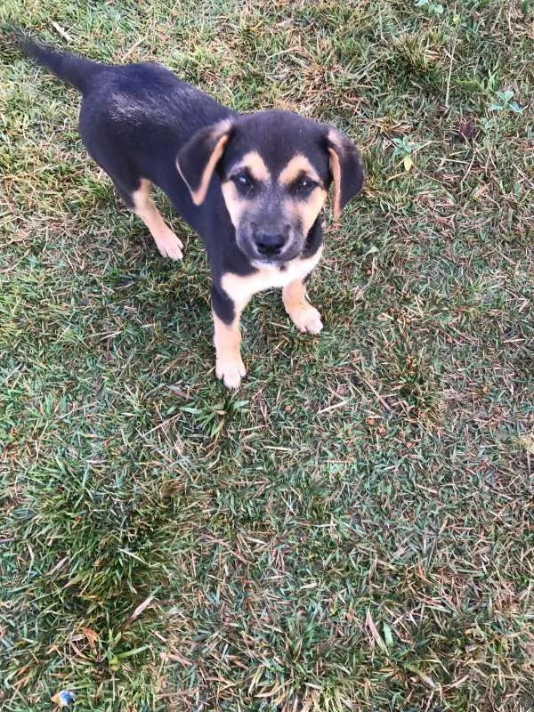 Cachorro ra a Labrador COM VIRA LATA idade 2 a 6 meses nome ME ADOTE