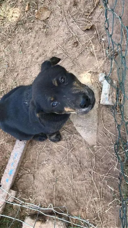 Cachorro ra a Labrador COM VIRA LATA idade 2 a 6 meses nome ME ADOTE