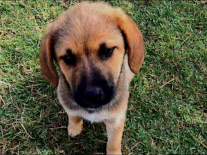 Cachorro raça Labrador COM VIRA LATA idade 2 a 6 meses nome ME ADOTE