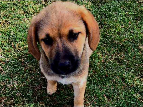 Cachorro ra a Labrador COM VIRA LATA idade 2 a 6 meses nome ME ADOTE