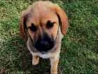 Cachorro raça Labrador COM VIRA LATA idade 2 a 6 meses nome ME ADOTE