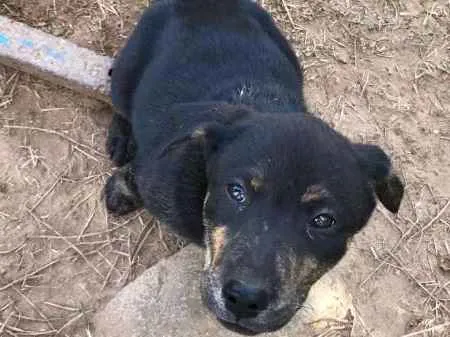 Cachorro ra a Labrador COM VIRA LATA idade 2 a 6 meses nome ME ADOTE