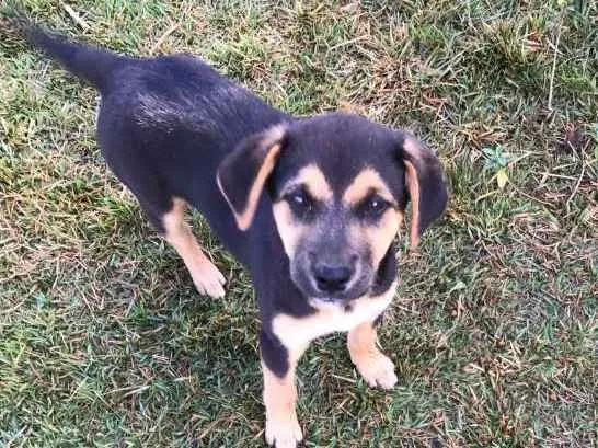 Cachorro ra a Labrador COM VIRA LATA idade 2 a 6 meses nome ME ADOTE
