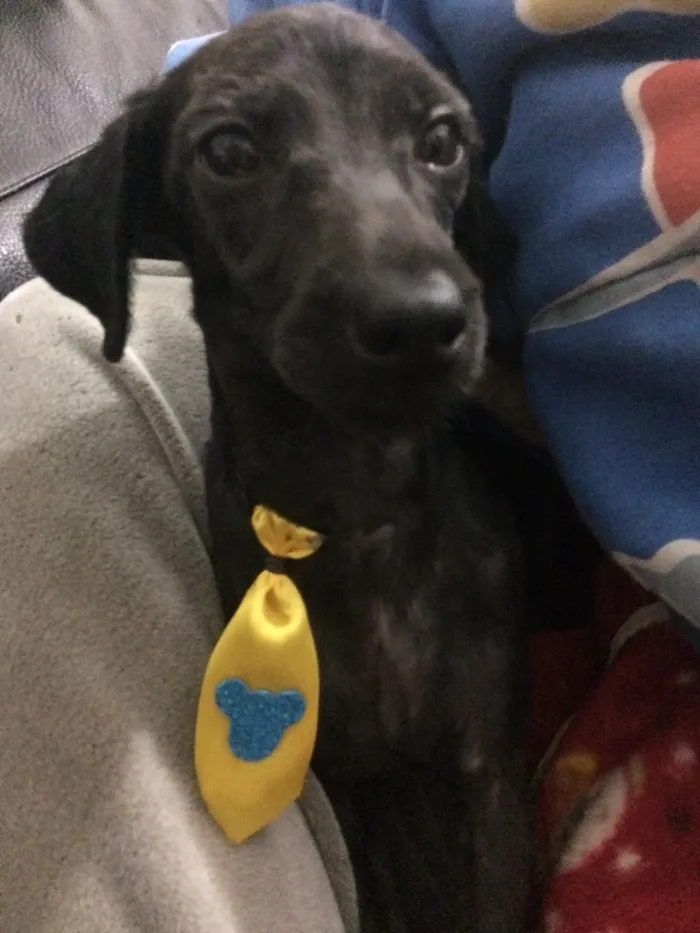 Cachorro ra a poodle/Srd  idade 7 a 11 meses nome Jordan e Lola