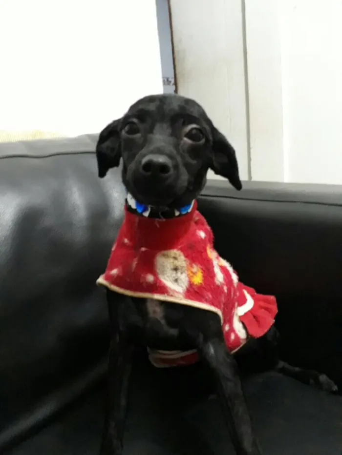 Cachorro ra a poodle/Srd  idade 7 a 11 meses nome Jordan e Lola