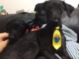 Jordan e Lola